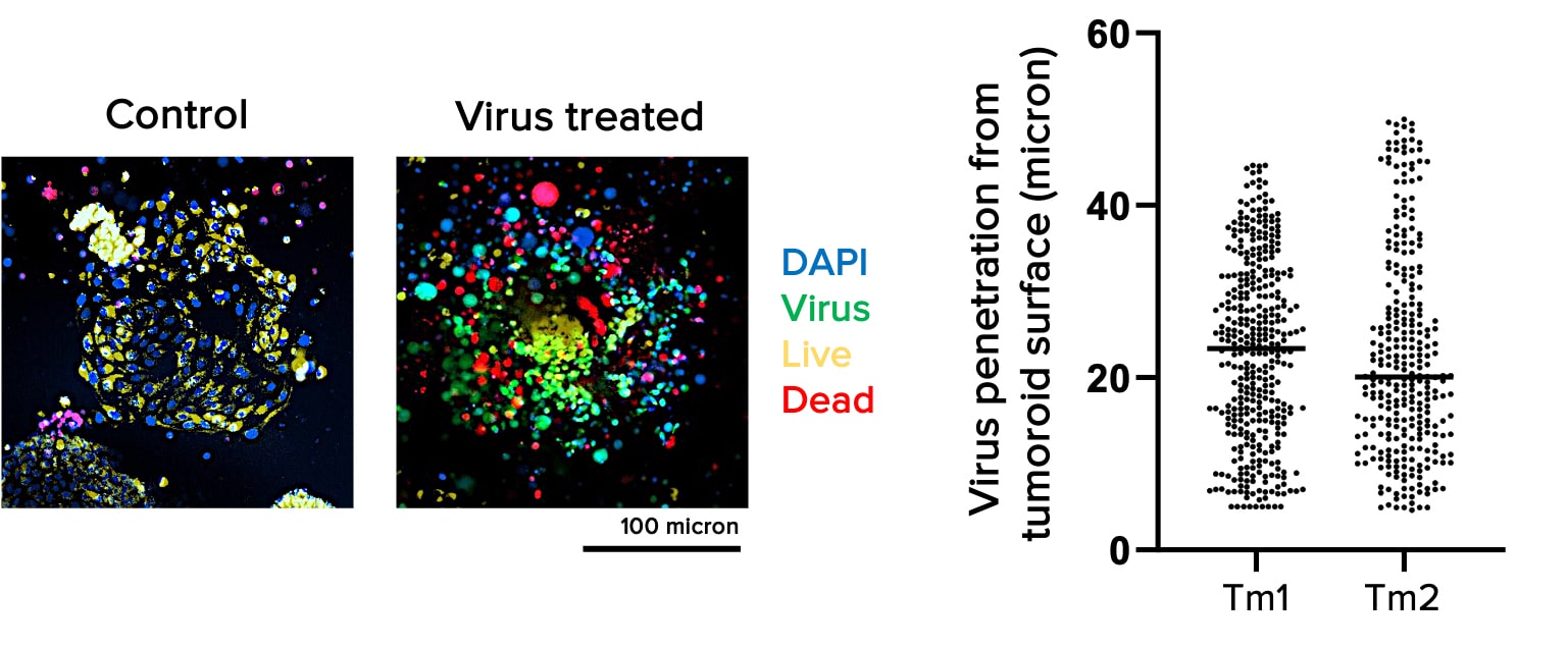 virus-imaging
