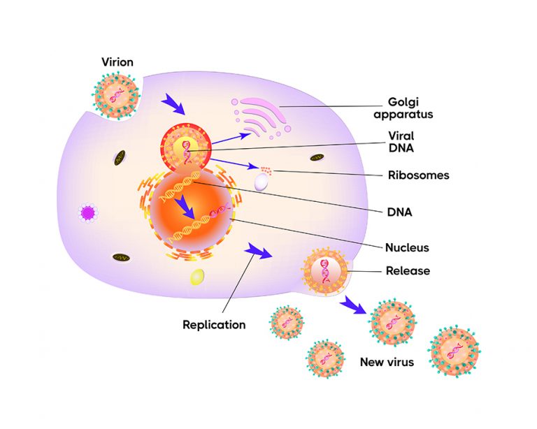 Oncolytic Viral Immunotherapy | Nilogen Oncosystems